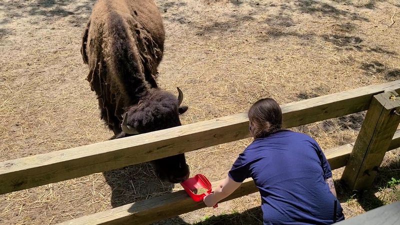 You'll Feel Like You're Floating Above The Bison Herd