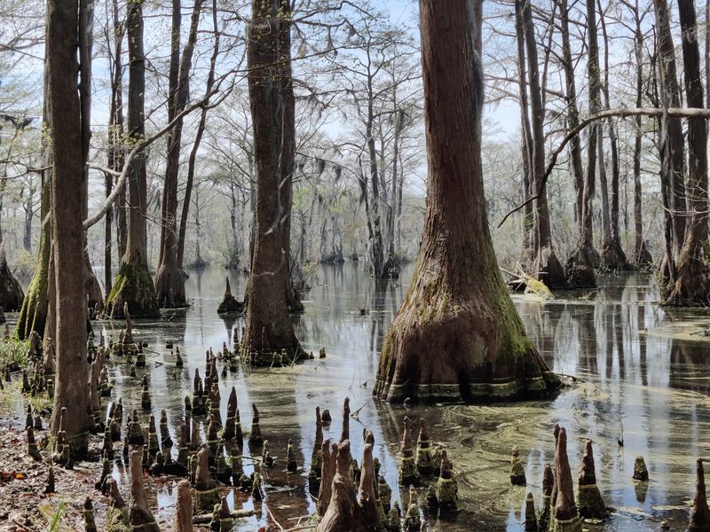 Yes, Those Are Real Alligators Way Up North