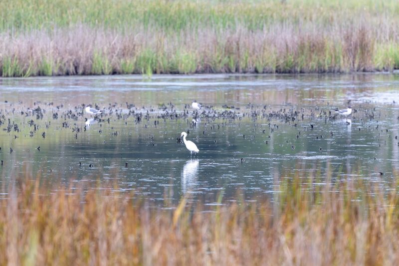Look For Birds Hidden In The Wetlands