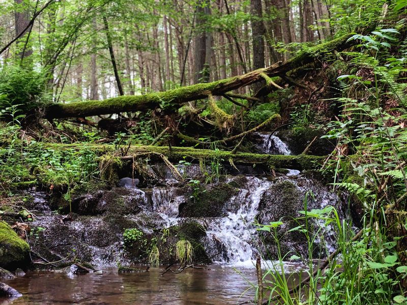 Hike the Falls Trail to Wild Creek Falls