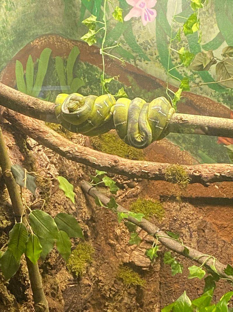 Find a Different Kind of Wonder in the Reptile House