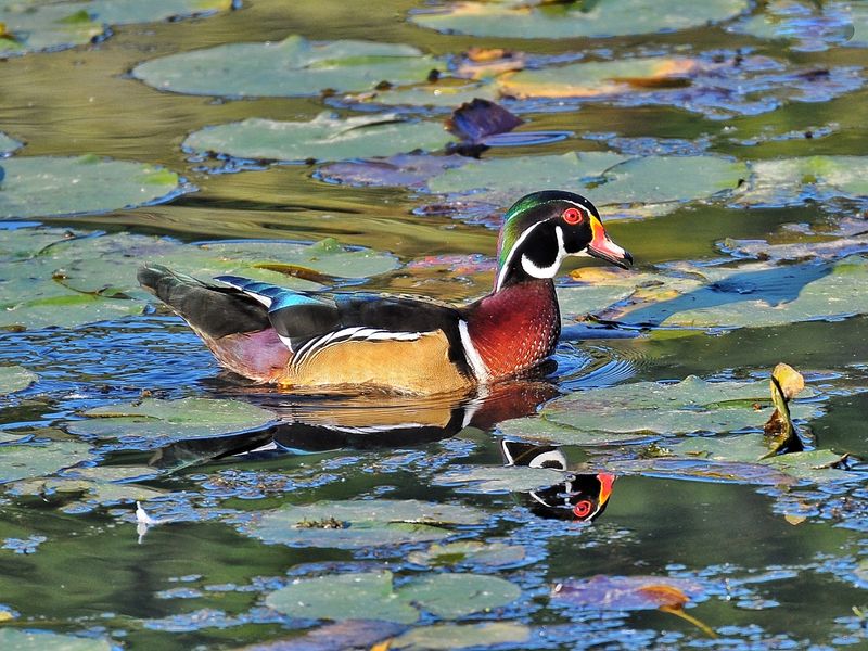 Watch for Birds Without Chasing a Checklist