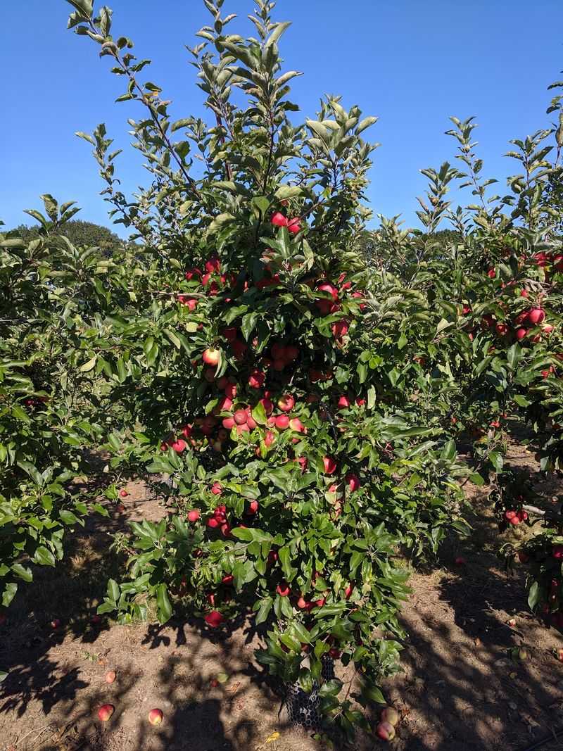 Make Apple Picking Part of the Harvest