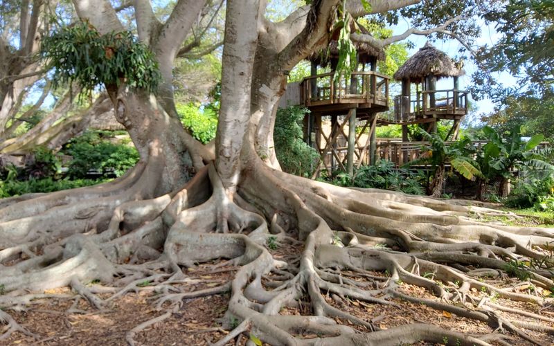 Stand Beneath the Banyan Giants