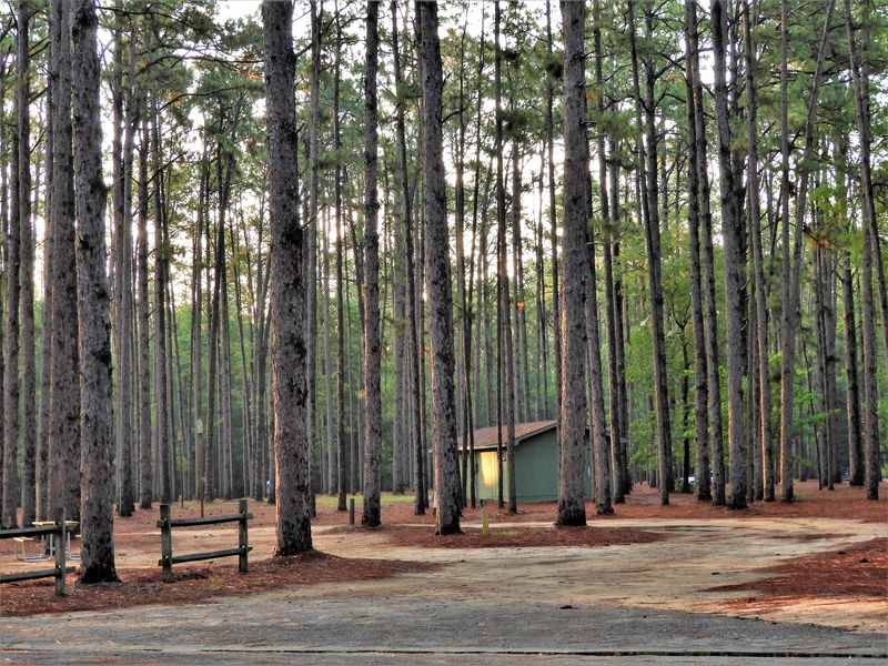 Sleep Under Loblolly Pines With No WiFi To Ruin It