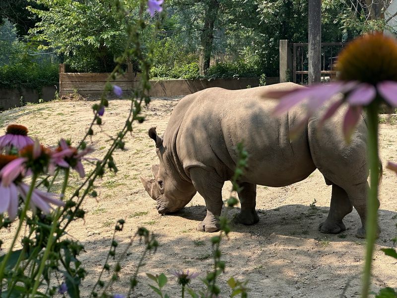 Hundreds of Animals Invite a Slower Look