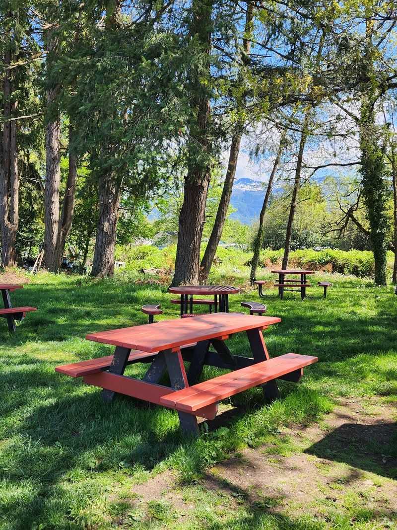 Shady Picnic Tables Instead Of A Dining Room