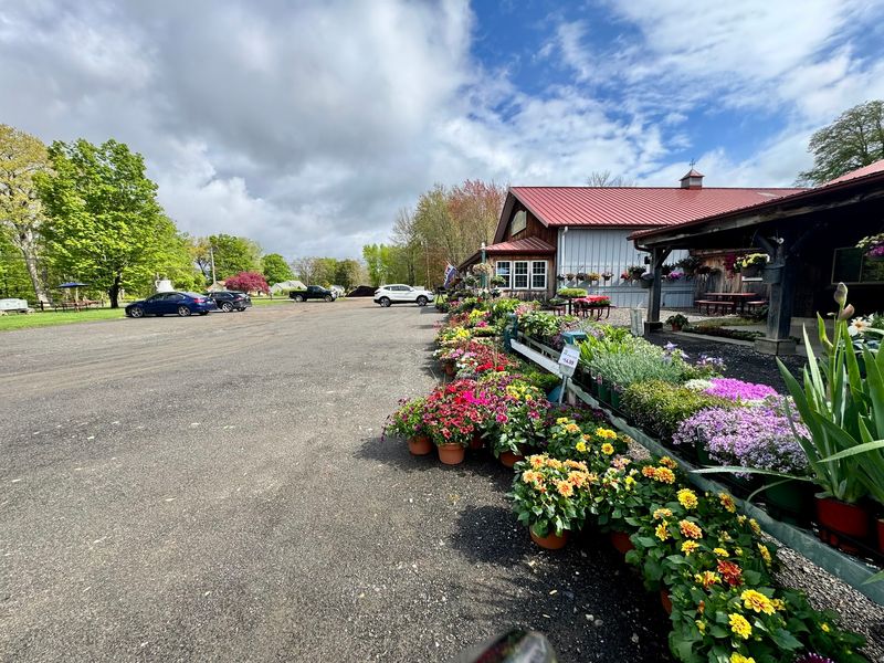Flowers, Mums, And Christmas Trees Fill The Yard