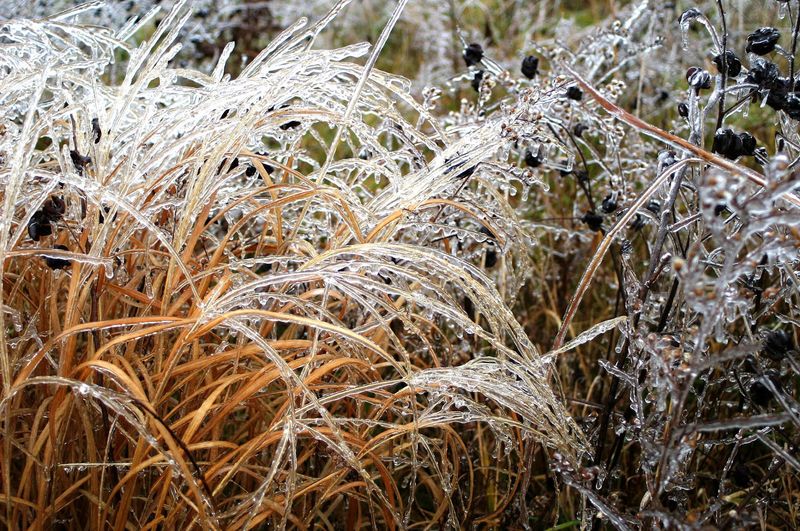 Golden Prairie Grass Steals The Show In Every Season