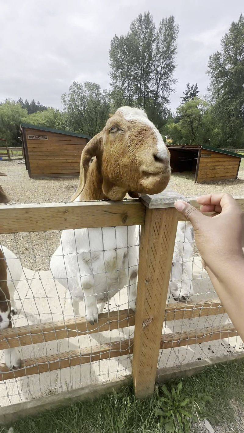 Brace Yourself For The Goat Pen Welcome Committee