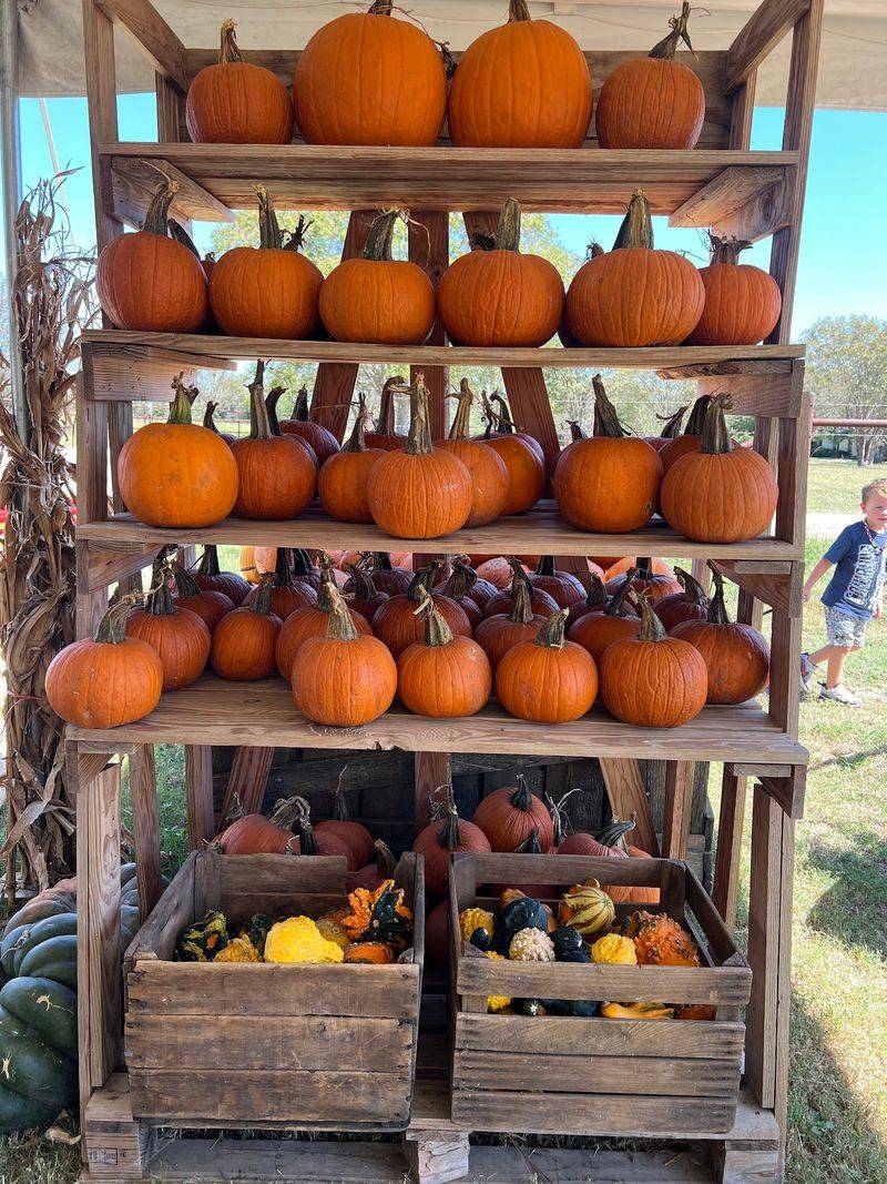 Western Belle Farm
