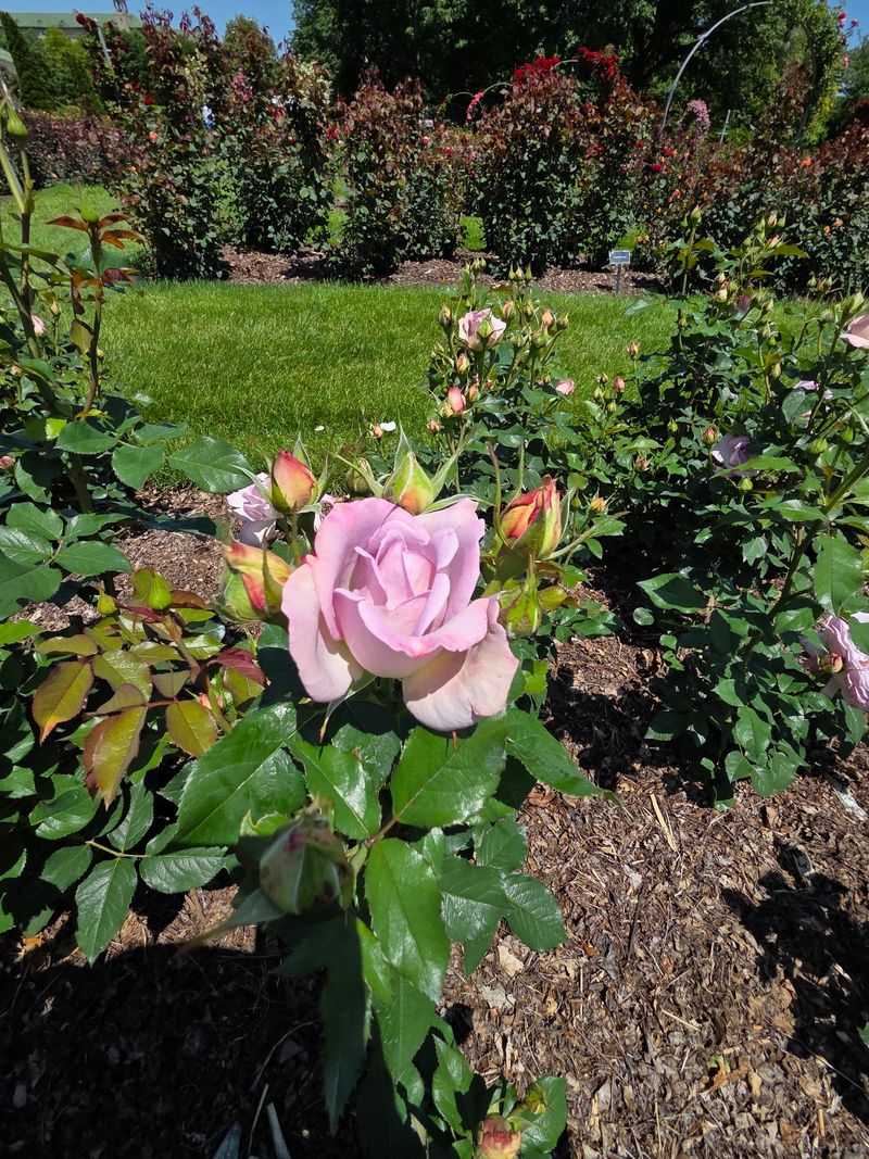 Milton Hershey Asked For Roses, And Wow, Did He Get Them