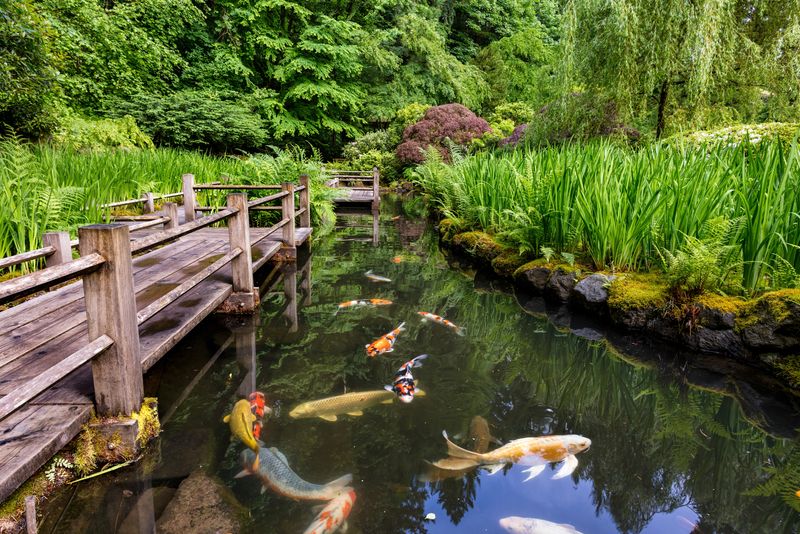 Bright Koi Steal The Show In Every Pond
