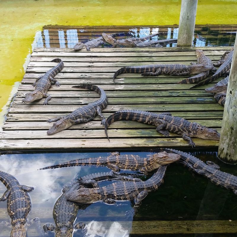 Rare White Alligators Look Almost Too Pretty To Be Real