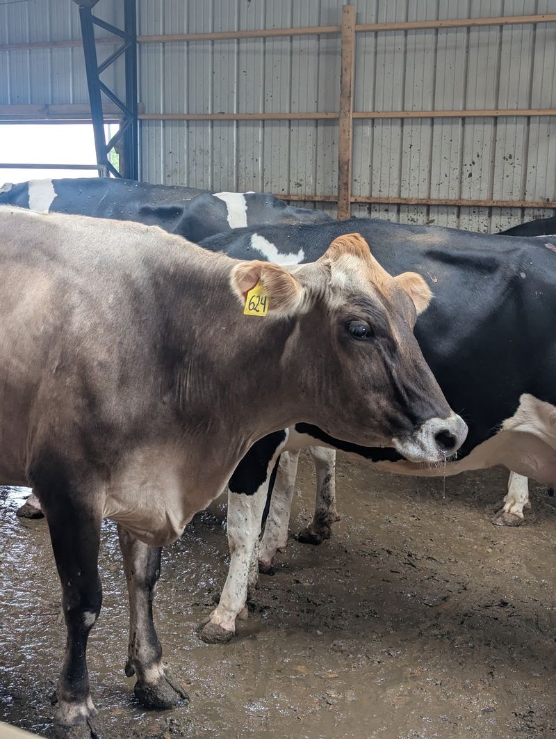 The Tour That Shows Milk's Whole Journey