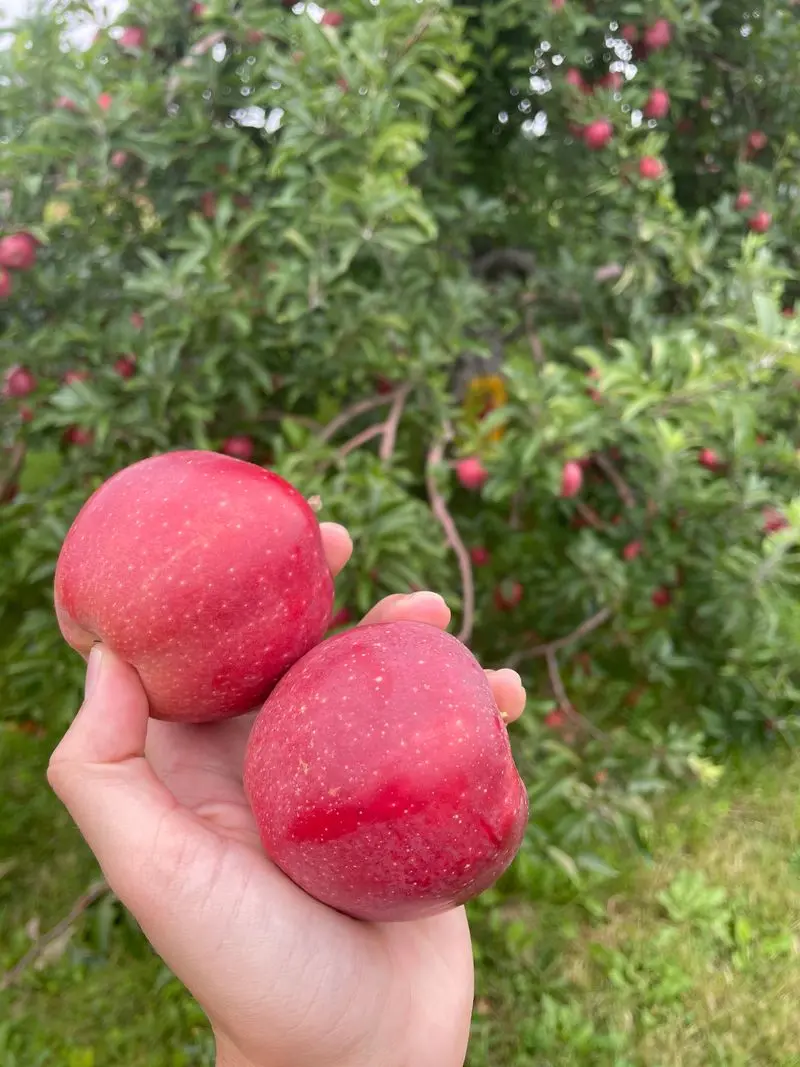 Doe Orchards, Harvard