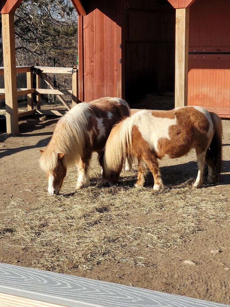 Visit The Farmyard Animals