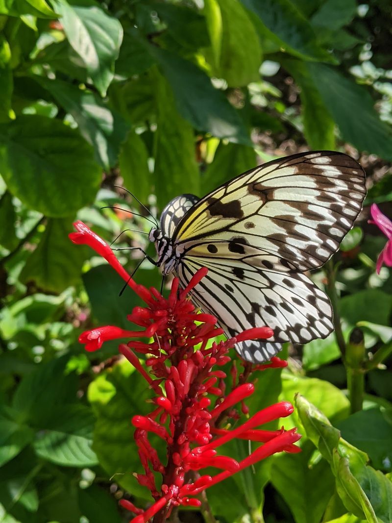 Take The Butterfly Magic Home To Your Own Yard