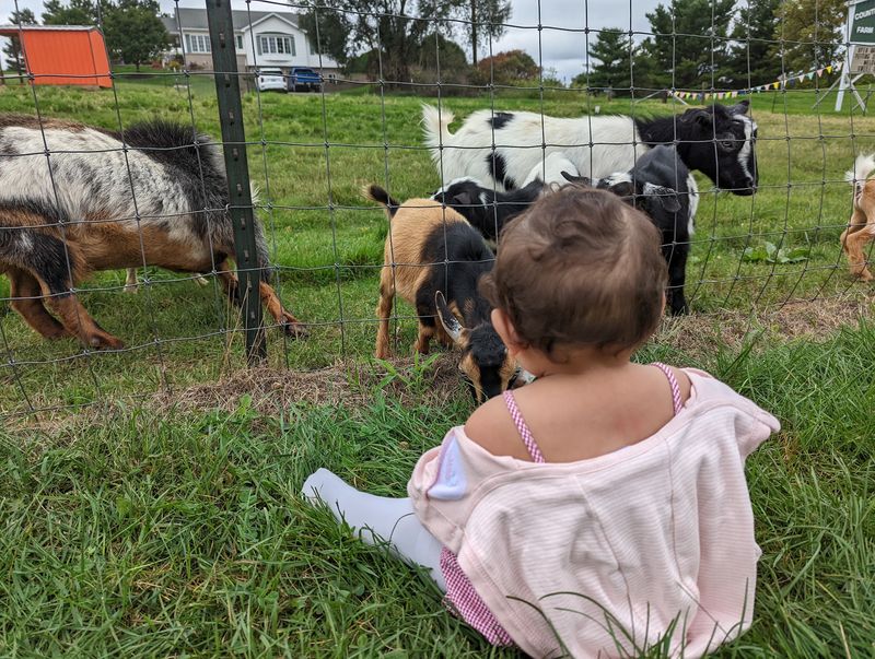 Feed the Animals at the Petting Farm