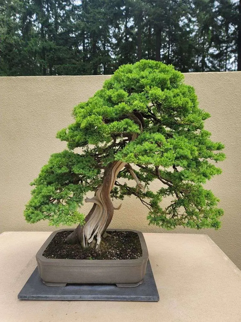 Free Bonsai Trees Waiting Right Next Door
