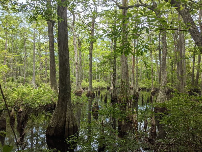 Follow the Cypress Trees Into Another World