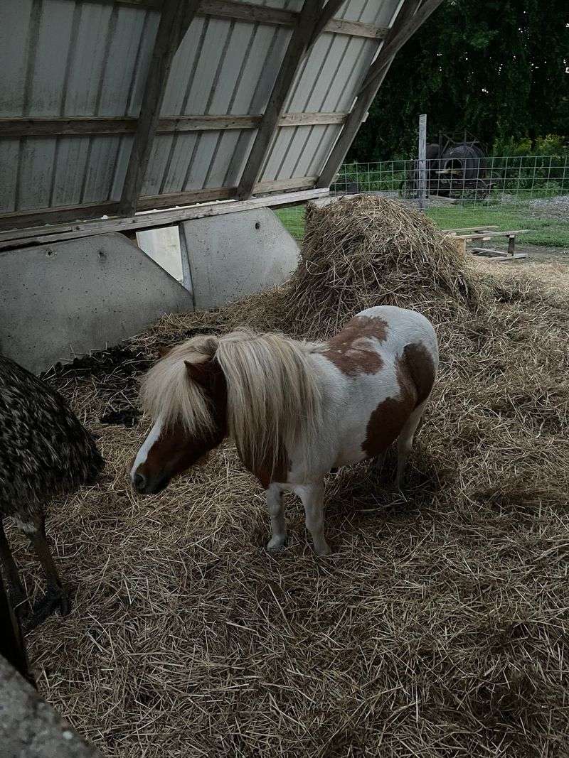 See Who Is Around the Farm