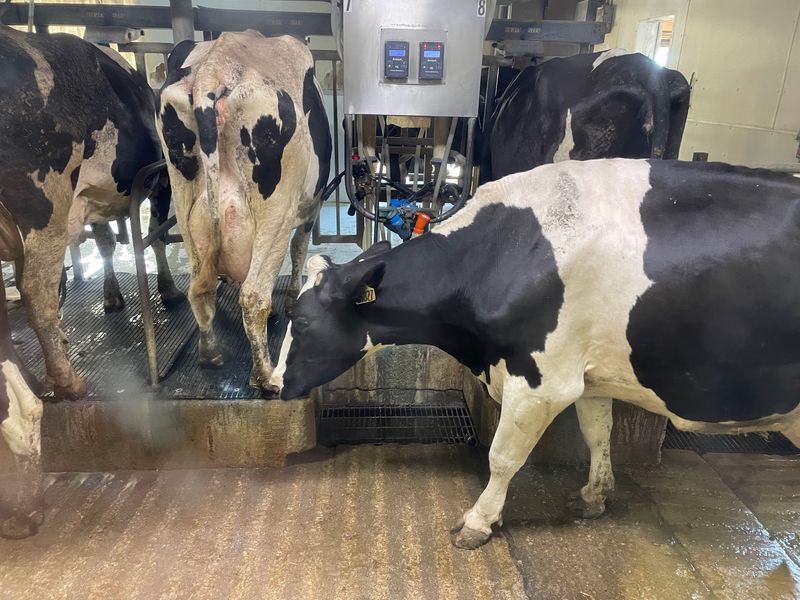 The 4 O'Clock Milking Is Worth Planning Your Day Around