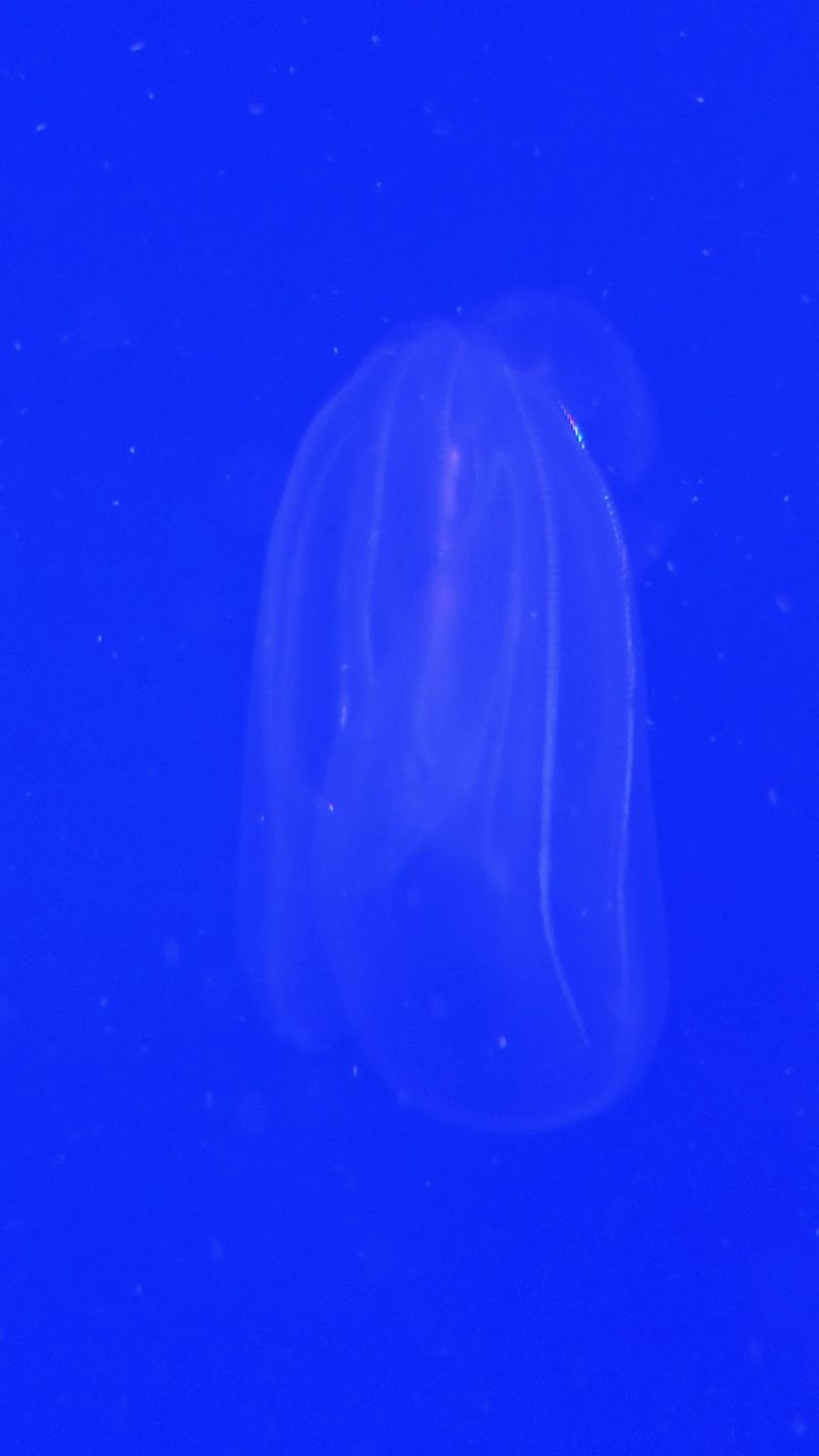 The Jellyfish Room Begs You To Slow Way Down