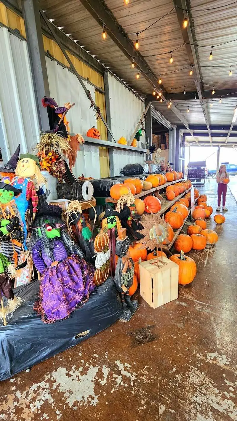 The Hay Ride Out To A Pumpkin Patch Worth The Wait