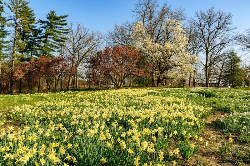 Spring Daffodils And Bluebells Put On A Real Parade