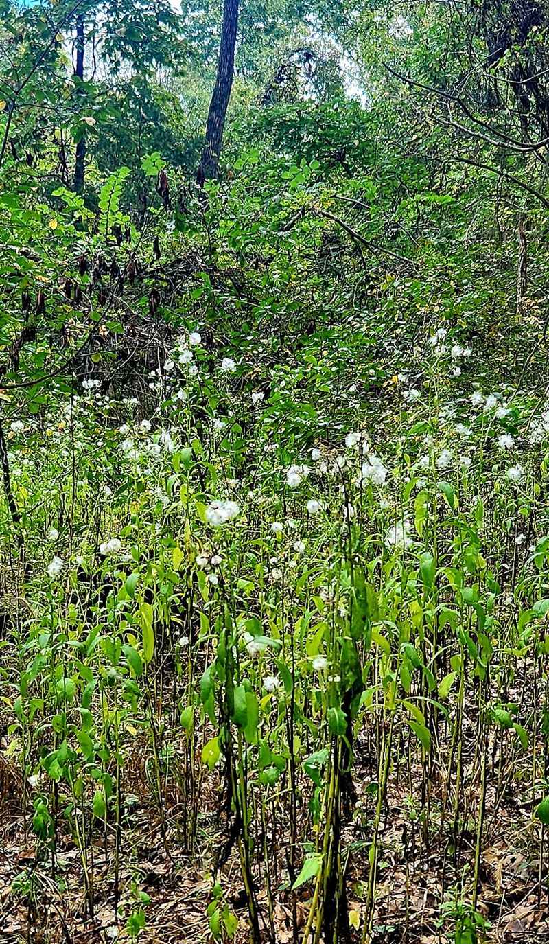Fall Color, Spring Blooms, And The Occasional Snowy Surprise