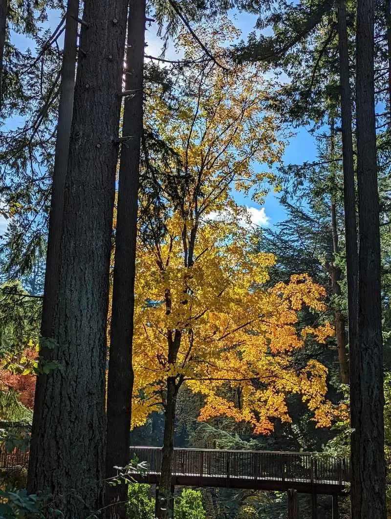 Worth The Drive For A Cheap Day Among The Cedars