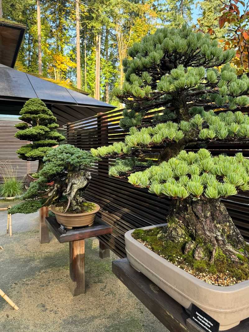 Bonsai Trees That Took Decades To Shape