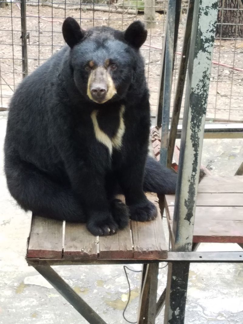 Black Bears Got The Best Backyard In Town