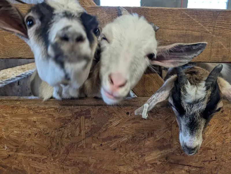 Baby Goats Rule The Petting Barn