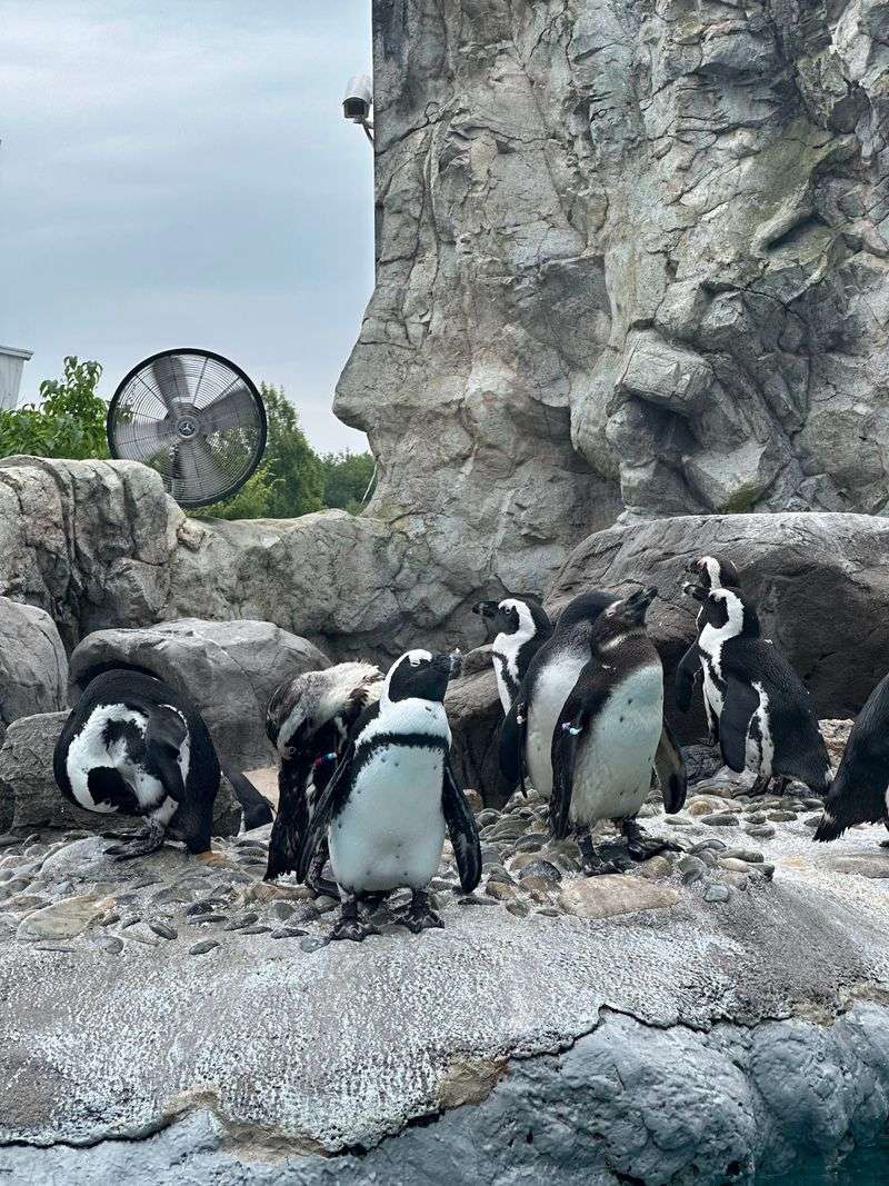 Tuxedoed Birds Are Ready For Their Close-Up