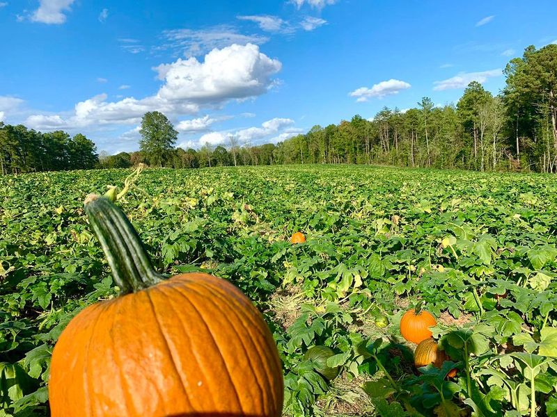 Carrigan Farms