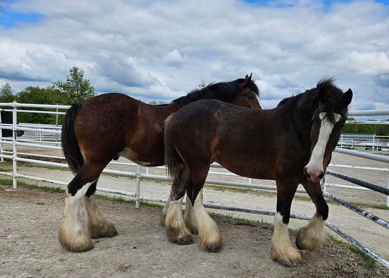 A Springtime Celebration Called The Mane Event