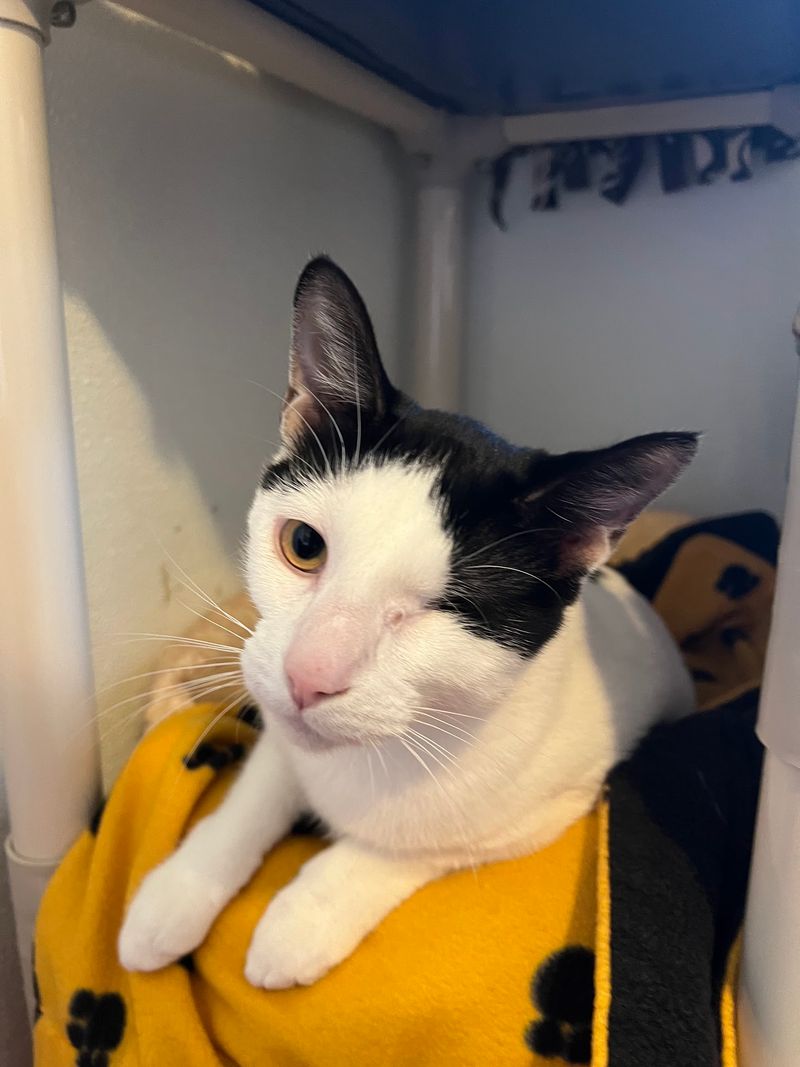 Special Needs Cats Who Prove Every Kitty Counts
