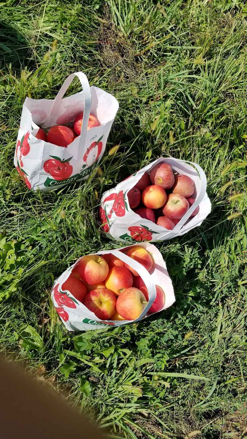 Paugh's Orchard in Quicksburg