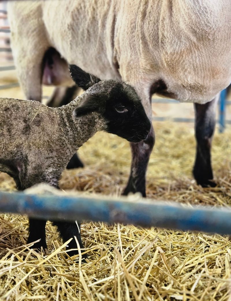 Wisconsin Sheep & Wool Festival, Jefferson, Jefferson County