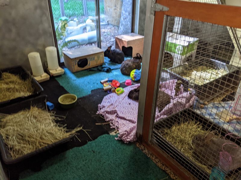 Bunny Boarding While Your Family Takes A Trip