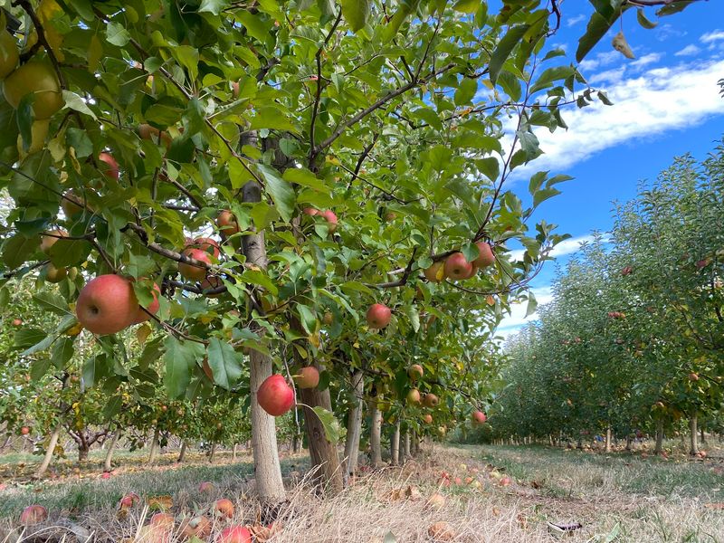Chiles Peach Orchard in Crozet