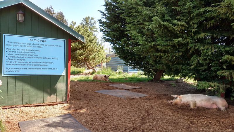 A Classroom With Pig Facts On The Walls