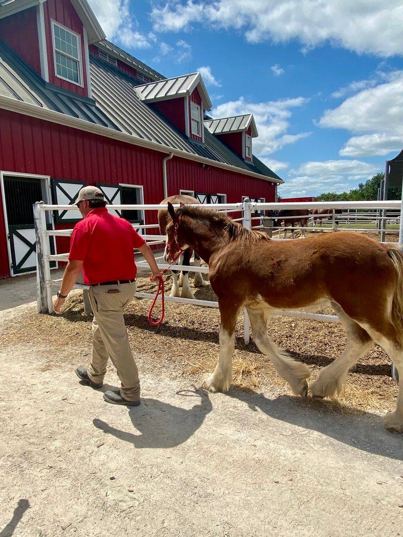 The Mane Event Turned Into A Full Day On The Farm
