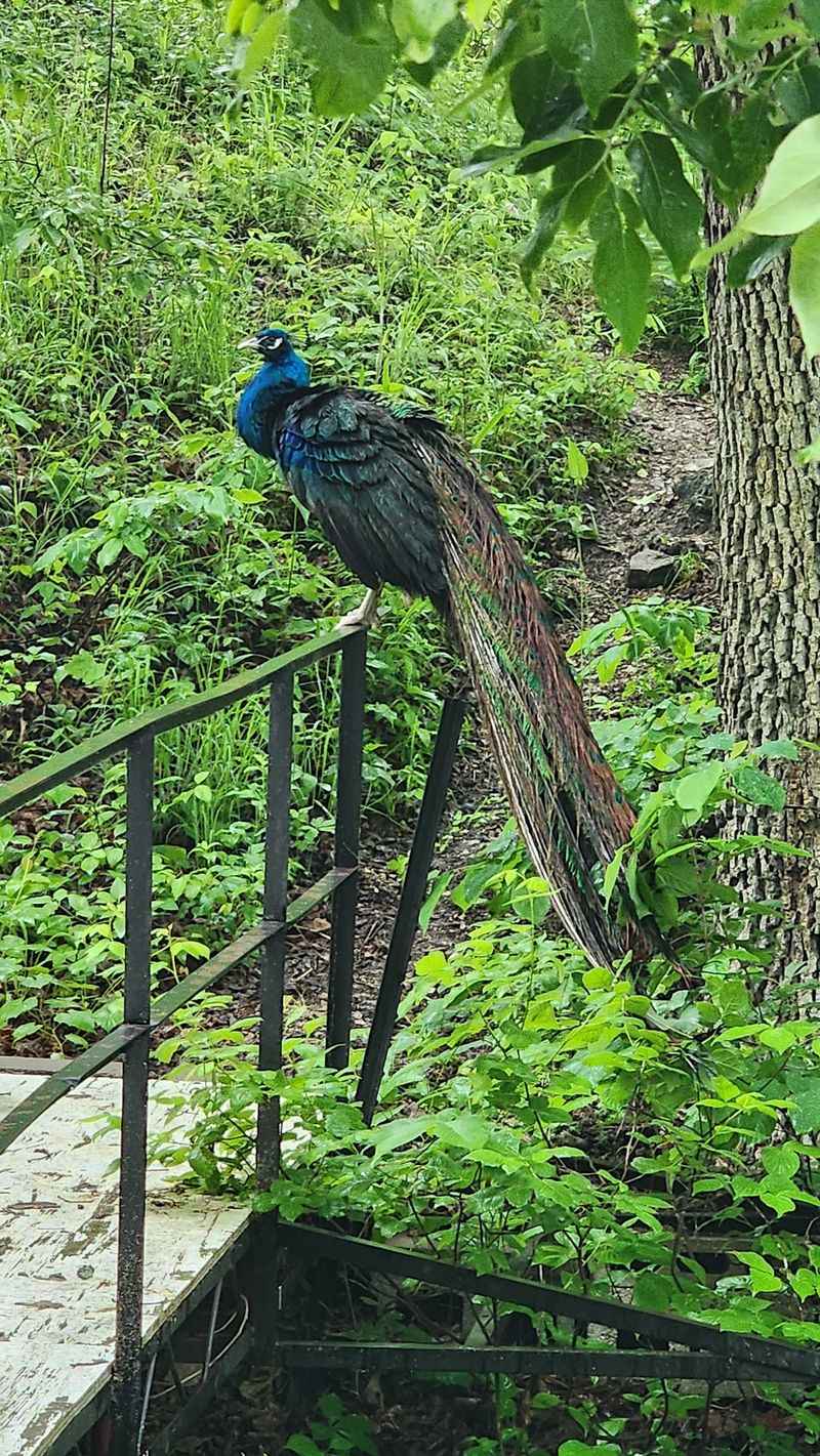 Rocks, Peacocks, And A Muddy Adventure Option