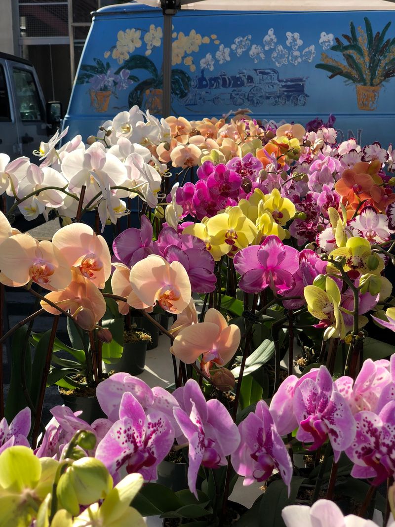 Flowers and Plants That Brighten the Ride Home