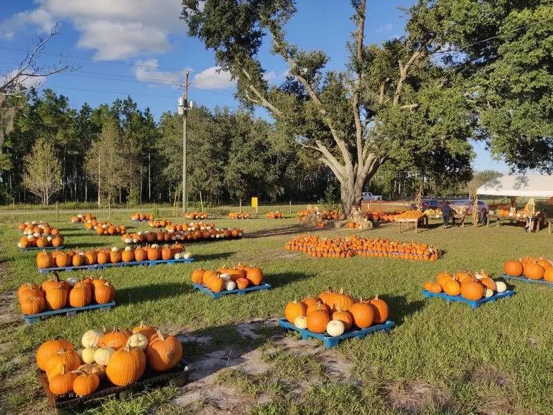 Amazing Grace Farms | Jacksonville Sunflower & Pumpkin Farm