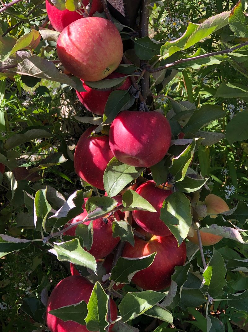 Geig&rsquo;s Orchard: Join the Harvest Rhythm in Seville
