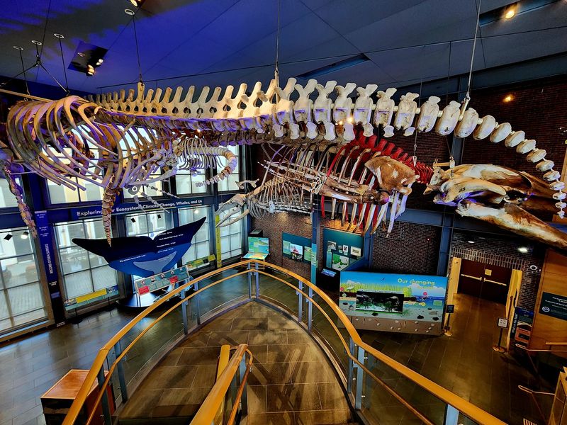 Look Up, Because Five Whale Skeletons Are Hanging Out Overhead
